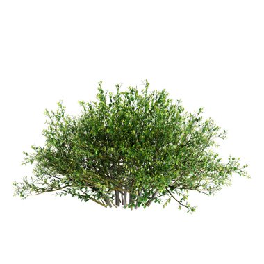 Beyaz arkaplanda izole edilmiş Ilex Crenata çalılarının 3d çizimi
