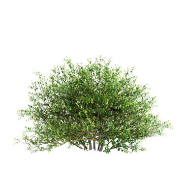 Beyaz arkaplanda izole edilmiş Ilex Crenata çalılarının 3d çizimi