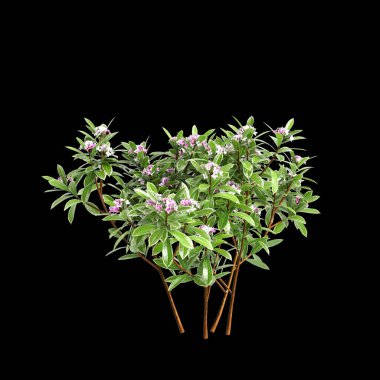 Daphne Kodora ağacının siyah arka planda izole edilmiş 3D çizimi