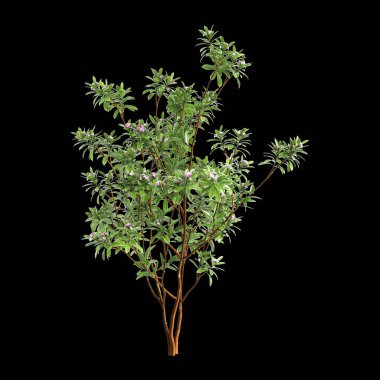 Daphne Kodora ağacının siyah arka planda izole edilmiş 3D çizimi