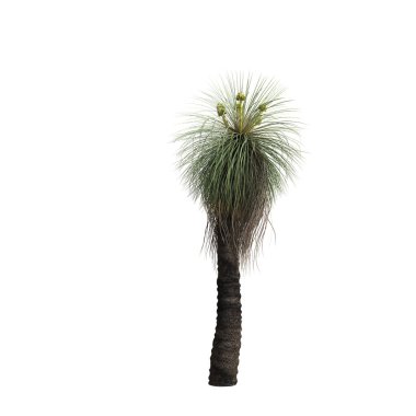 Kingia Australis çalılarının beyaz arka planda izole edilmiş 3D çizimi