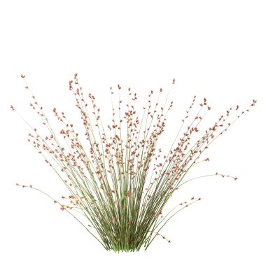 Beyaz arkaplanda izole edilmiş Baloskion pallensi çalılığının 3D çizimi