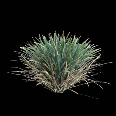 Lomandra Glauca çalılığının siyah arka planda izole edilmiş 3D çizimi