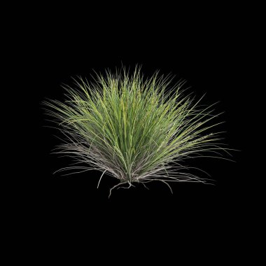 Lomandra konferansının 3D çizimi siyah arka planda izole edilmiş çalılık