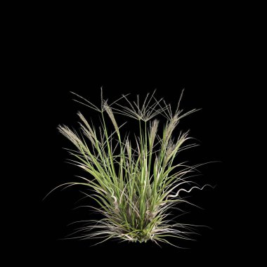 Enteropogon acicularis çalılığının siyah arkaplanda izole edilmiş 3D çizimi