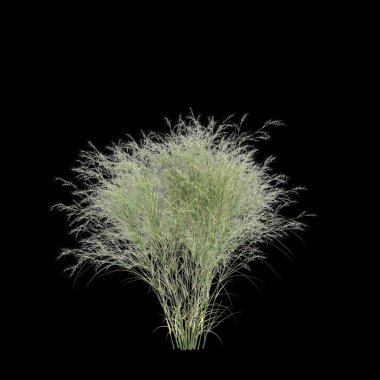 Avusturalya ramosissima çalılığının siyah arka planda izole edilmiş 3D çizimi