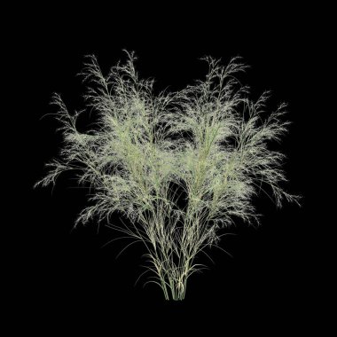 Avusturalya ramosissima çalılığının siyah arka planda izole edilmiş 3D çizimi