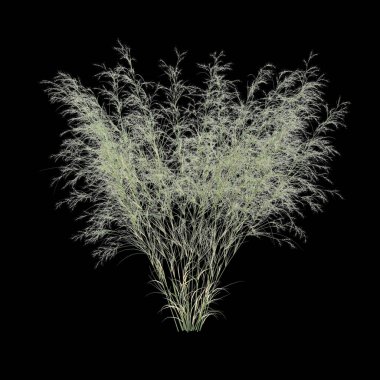 Avusturalya ramosissima çalılığının siyah arka planda izole edilmiş 3D çizimi