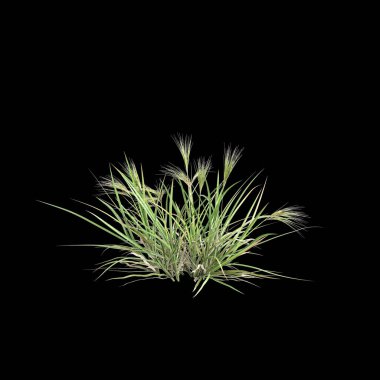 Aristida Behriana çalılığının siyah arka planda izole edilmiş 3D çizimi