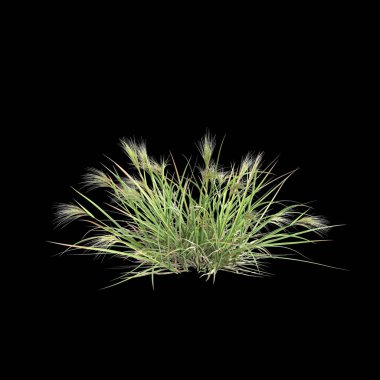 Aristida Behriana çalılığının siyah arka planda izole edilmiş 3D çizimi