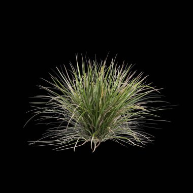 Lomandra Longifolia çalılığının siyah arka planda izole edilmiş 3D çizimi