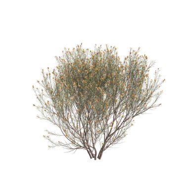 Daviesia Leptophylla çalılığının siyah arka planda izole edilmiş 3D çizimi