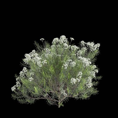 Cassinia aculeata çalılığının siyah arka planda izole edilmiş 3D çizimi