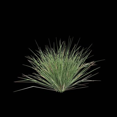 3d illustration of Triodia scariosa bush isolated on black background clipart