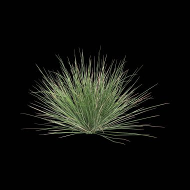 Triodia Scariosa çalısının siyah arka planda izole edilmiş 3D çizimi