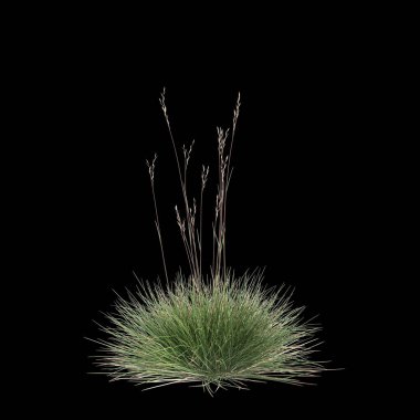 Triodia Scariosa çalısının siyah arka planda izole edilmiş 3D çizimi