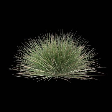 Triodia Scariosa çalısının siyah arka planda izole edilmiş 3D çizimi