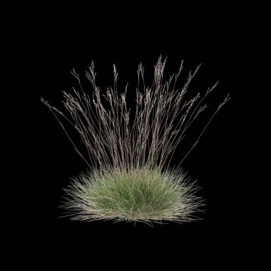 3d illustration of Triodia scariosa bush isolated on black background clipart