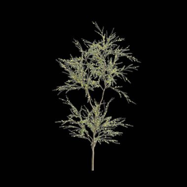 3d illustration of Acacia verticillata bush isolated on black background clipart