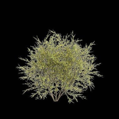Akasya verticillata çalılığının siyah arkaplanda izole edilmiş 3D çizimi