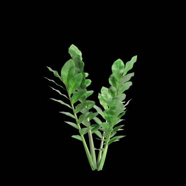 Zamioculcas zamifolia çalılığının siyah arka planda izole edilmiş 3D çizimi