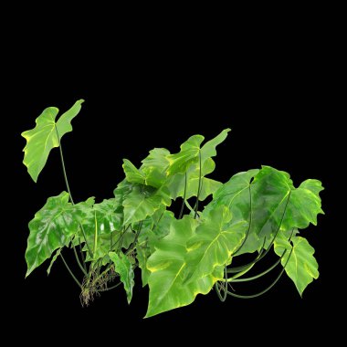 Philodendron subincisum çalılığının siyah arkaplanda izole edilmiş 3D çizimi