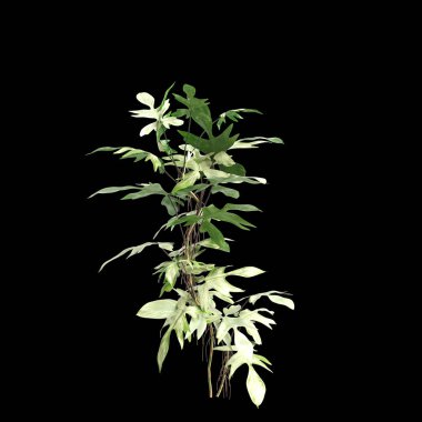 Kara arkaplanda izole edilmiş 3d filodendron pedatum çalısı çizimi