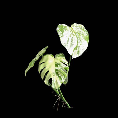 Monstera Deliciosa çalılığının siyah arka planda izole edilmiş 3D çizimi