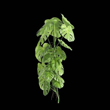 Monstera Deliciosa çalılığının siyah arka planda izole edilmiş 3D çizimi
