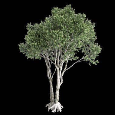 3d illustration of Melaleuca quinquenervia tree isolated on black background clipart