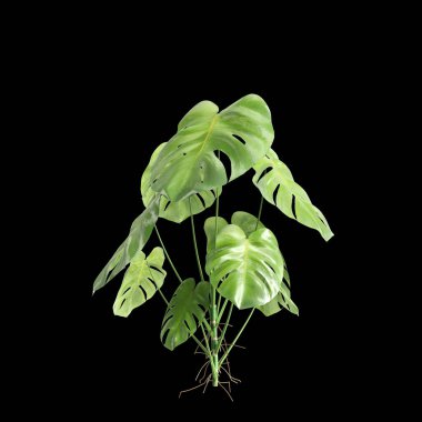 Monstera Deliciosa çalılığının siyah arka planda izole edilmiş 3D çizimi