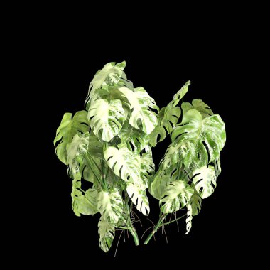 Monstera Deliciosa çalılığının siyah arka planda izole edilmiş 3D çizimi