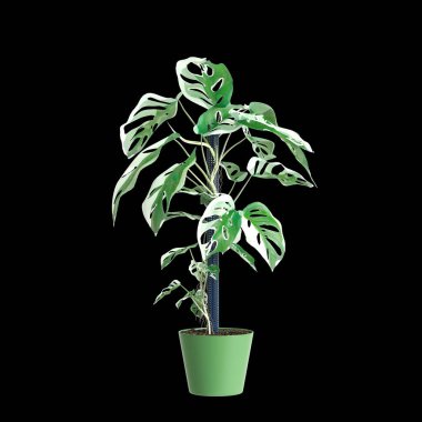 Monstera Adansonii bitkisinin siyah arka planda izole edilmiş 3D çizimi