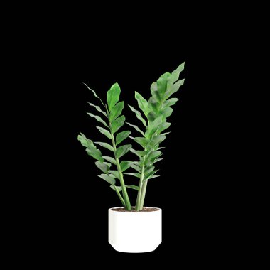 3d illustration of Zamioculcas zamifolia plant isolated on black background