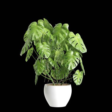 Monstera Deliciosa bitkisinin siyah arka planda izole edilmiş 3D çizimi