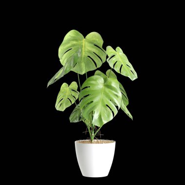 Monstera Deliciosa bitkisinin siyah arka planda izole edilmiş 3D çizimi