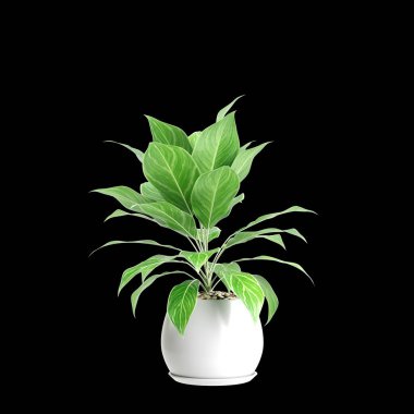 Aglaonema Nitidum bitkisinin 3 boyutlu resmi siyah arkaplanda izole edildi