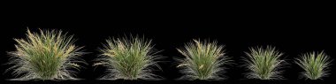 Lomandra Longifolia çalılığının siyah arka planda izole edilmiş 3D çizimi