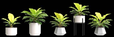 Philodendron ay ışığı tesisinin siyah arkaplanda izole edilmiş 3d çizimi