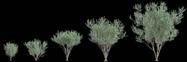 3d illustration of set Eucalyptus lehmannii tree isolated on black background clipart