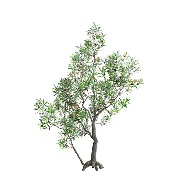 stock image 3d illustration of Banksia Serrata tree isolated on white background