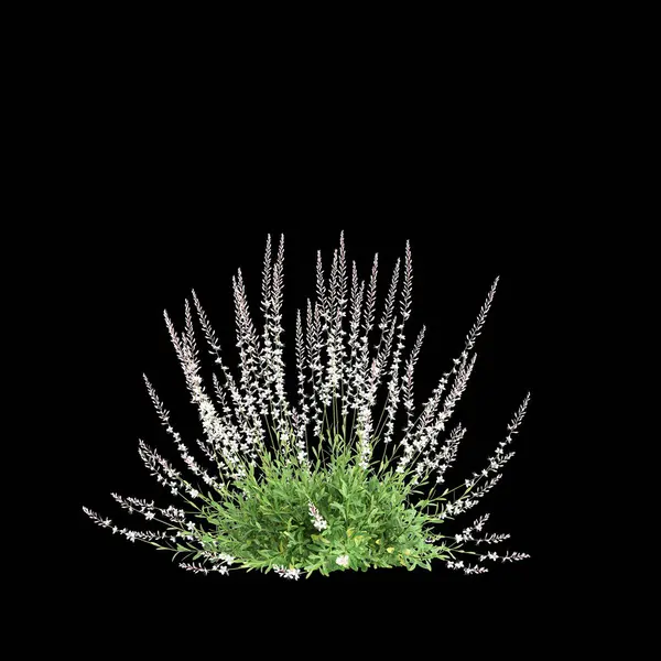 Stock image 3d illustration of Gaura Lindheimeri shrubs isolated on black background