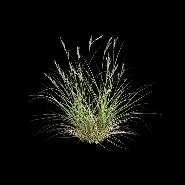 stock image 3d illustration of rytidosperma caespitosum grass isolated on black background