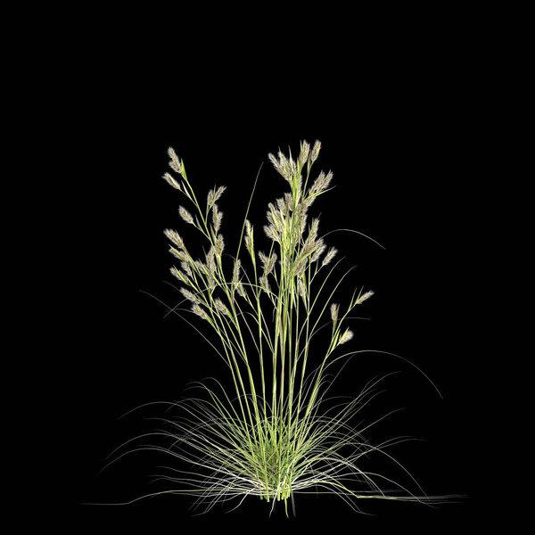 Трехмерная иллюстрация двусмысленной травы цимбопогона, выделенной на черном фоне