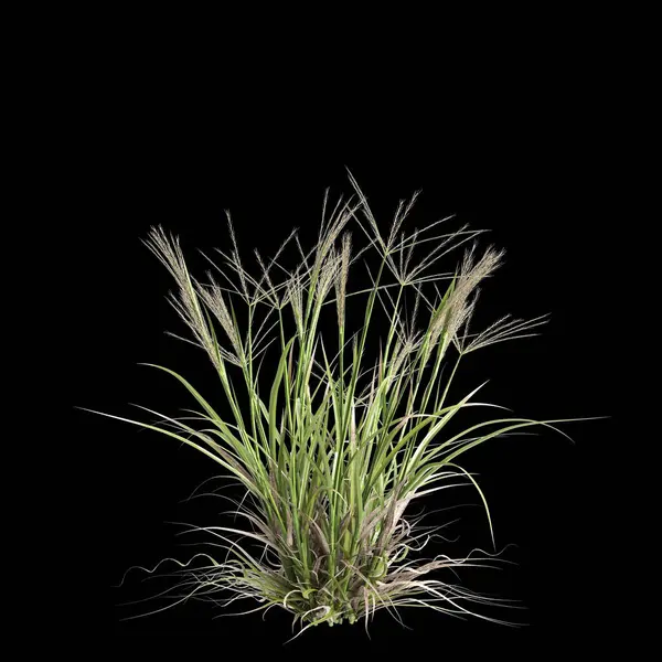 stock image 3d illustration of enteropogon acicularis grass isolated on black background