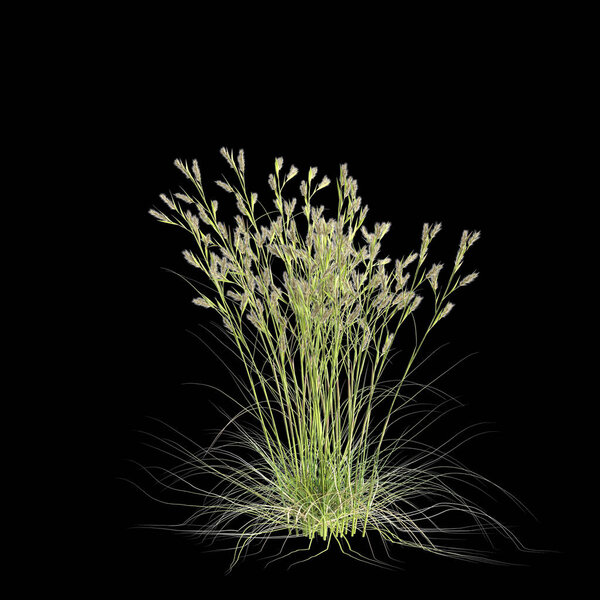 Трехмерная иллюстрация двусмысленной травы цимбопогона, выделенной на черном фоне