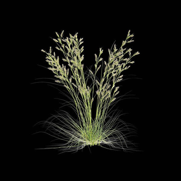 Трехмерная иллюстрация двусмысленной травы цимбопогона, выделенной на черном фоне