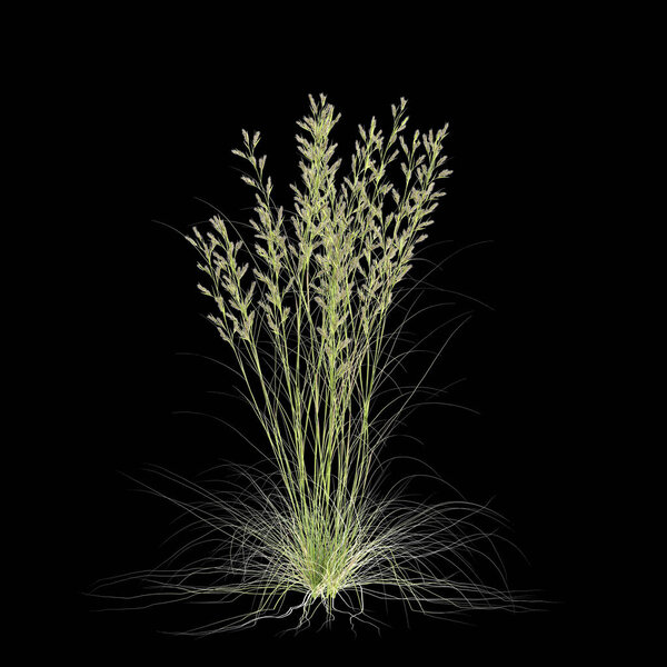 3d illustration of cymbopogon ambiguus grass isolated on black background