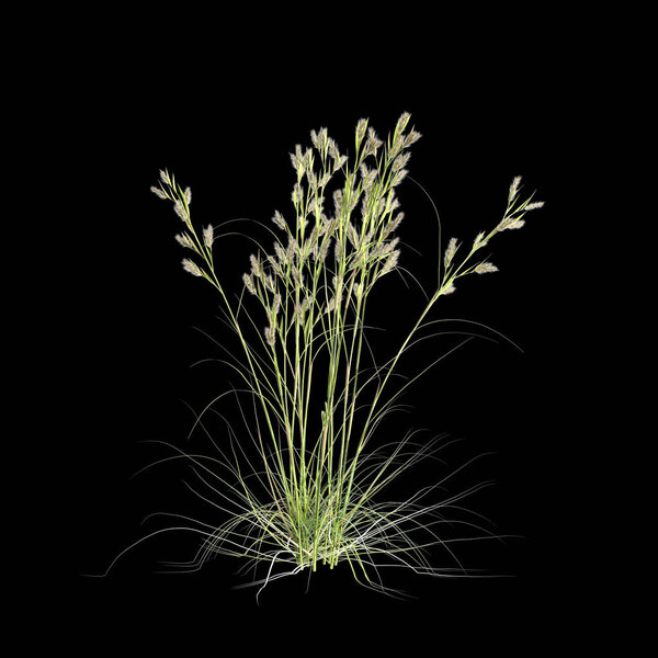 3d illustration of cymbopogon ambiguus grass isolated on black background