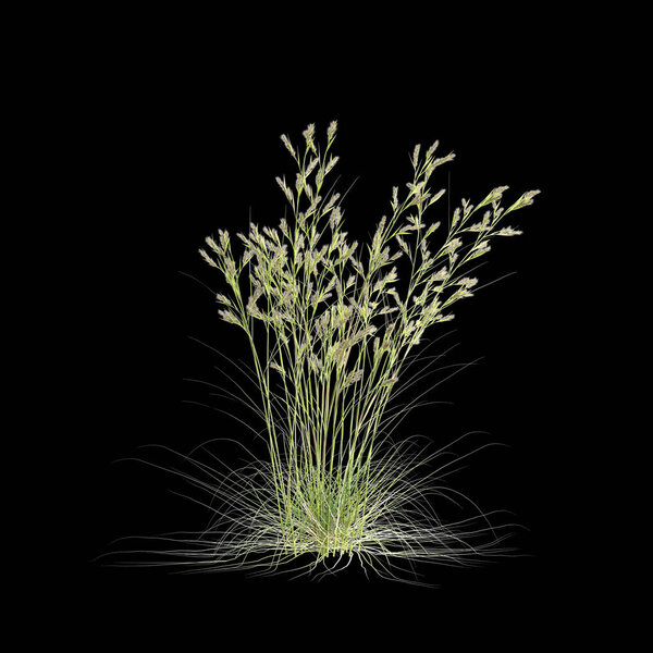 Трехмерная иллюстрация двусмысленной травы цимбопогона, выделенной на черном фоне